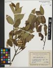 Foto von Salix pentandra L.